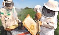 Revista PRODUCCION: La apicultura argentina como modelo de desarrollo regional