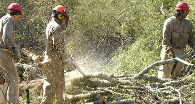 Revista PRODUCCION: Leña en blanco: un proyecto forestal con el valor de la sustentabilidad