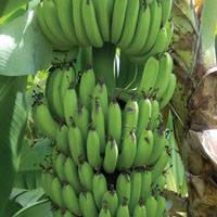 Revista PRODUCCION: Promueven mejoras para la producción bananera en Salta