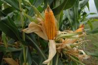 Revista PRODUCCION: Trigo y maíz: Suelos con poca humedad para la siembra