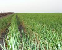 Revista PRODUCCION: El trigo no escapó de los efectos de la sequía rural