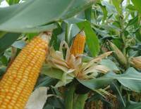 Revista PRODUCCION: Advierten que bajarán las hectáreas sembradas de maíz