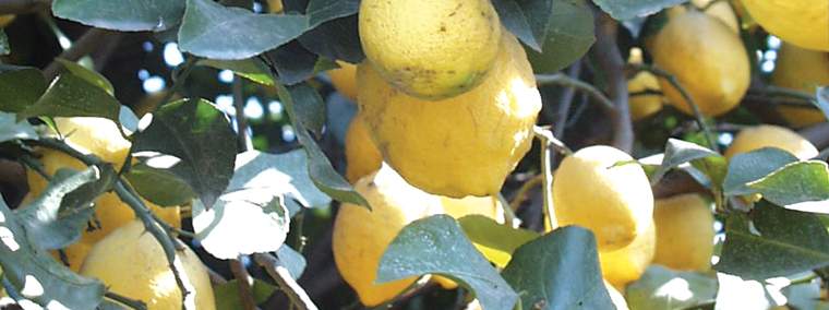 Revista PRODUCCION: Acuerdo para blindar a la actividad limonera del temible HLB
