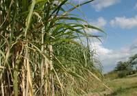 Revista PRODUCCION: La naturaleza puso el orden que necesitaba el sector azucarero