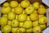 Revista PRODUCCION: Estados Unidos dio un paso más para abrir la importación de limones argentinos