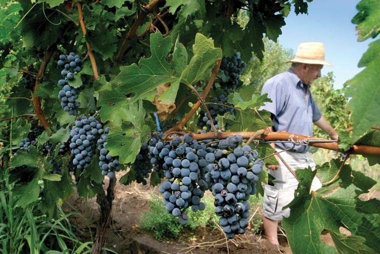 Revista PRODUCCION: La uva puso en alerta a los productores cañeros del NOA
