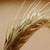 Revista PRODUCCION: Una gran oportunidad para aumentar la producción nacional de trigo