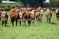 Revista PRODUCCION: Nuevo sistema fiscal para identificación de ganado