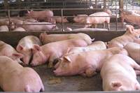 Revista PRODUCCION: Los precios de la carne vacuna empujan el consumo hacia el pollo y el cerdo