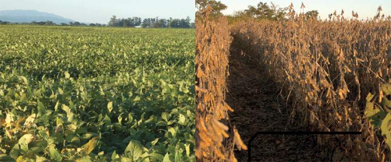 Revista PRODUCCION: tener el suelo cubierto por cultivos durante la mayor parte del año mejora el sistema productivo