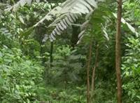 Revista PRODUCCION: tucumán: sustentabilidad en el bosque nativo