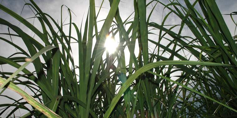 Revista PRODUCCION: salió el sol para la "madre industria" azucarera