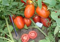 Revista PRODUCCION: mejoramiento genético: presentan nuevas variedades de tomate 