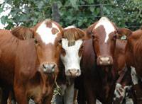 Revista PRODUCCION: argentina triplicaría la exportación de carne