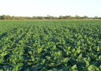 Revista PRODUCCION: agricultura por ambientes, clave para fortalecer la soja en el noreste argentino