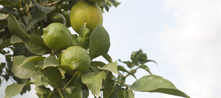 Revista PRODUCCION: los limones tucumanos  derriban barreras y ganan mercados