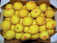 Revista PRODUCCION: los limones tucumanos  derriban barreras y ganan mercados