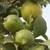 Revista PRODUCCION: los limones tucumanos  derriban barreras y  ganan mercados