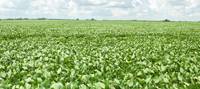 Revista PRODUCCION: agroindustria autorizó un nuevo cultivo biotecnológico de soja 