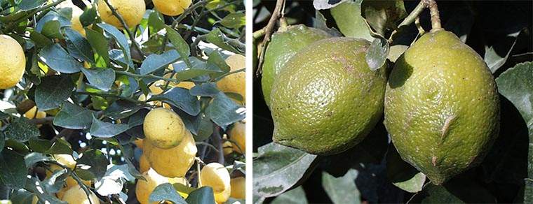 Revista PRODUCCION: los limones argentinos ganan mercados a fuerza de calidad e  insistencia