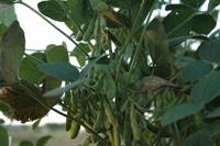 Revista PRODUCCION: XI Taller de variedades de soja para el NOA-EEAOC