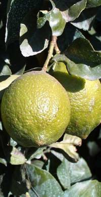 Revista PRODUCCION: Limones: Con alta demanda y mejores precios en el mundo
