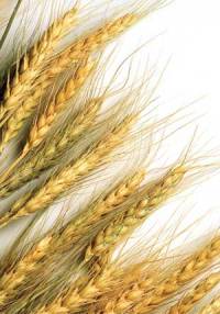 Revista PRODUCCION: Con un buen manejo, el trigo tiene todo para ser la estrella de la campaña