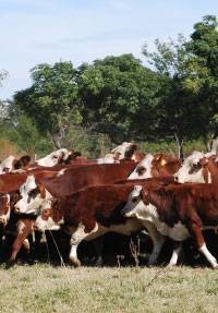 Revista PRODUCCION: Óxido nitroso:  cuanto aporta la ganadería en períodos invernales