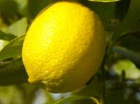 Revista PRODUCCION: la campaña de citrus viene muy lenta y con incertidumbres