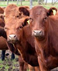 Revista PRODUCCION: La carne argentina genera emisiones por debajo de valores internacionales