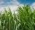 Revista PRODUCCION: "El costo del fertilizante subió un 200%; por eso, el pequeño productor no podrá abonar correctamente su cañaveral"