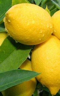 Revista PRODUCCION: Argentina ya duplicó el volumen de limones frescos exportados a los Estados Unidos en todo el año pasado