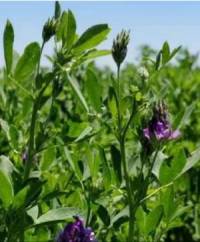 Revista PRODUCCION: Pautas para optimizar el manejo del pastoreo de la alfalfa