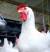 Revista PRODUCCION: la influenza aviar, un peligro… que estaba lejos!