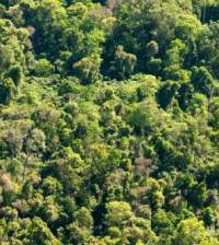 Revista PRODUCCION: Cuánto carbono pueden almacenar los bosques nativos
