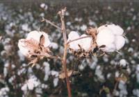 Revista PRODUCCION: Mejoran la producción de algodón con tecnología biológica