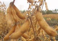 Revista PRODUCCION: Prueban con éxito la fertilización foliar en soja