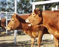 Revista PRODUCCION: la ganadería argentina sigue liquidando hembras