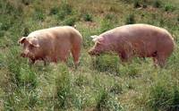Revista PRODUCCION: La FAO insta a vigilar de cerca el virus H1N1 en los cerdos