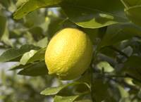 Revista PRODUCCION: Flavonoides, un parámetro que caracteriza el jugo de limón y beneficia nuestra salud