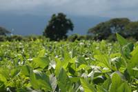 Revista PRODUCCION: Aumentan los precios de la soja por la inminente llegada de "La Niña"