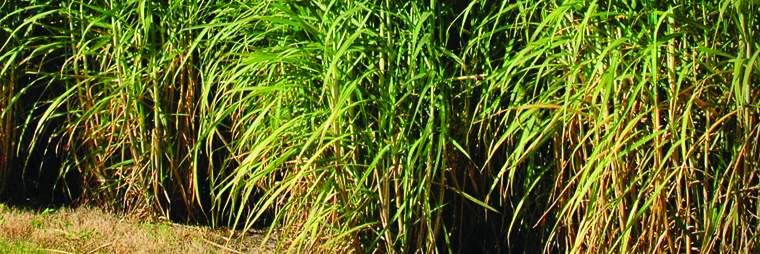 Revista PRODUCCION: La ca&ntilde;a de az&uacute;car y la soja se disputan la tierra en Tucum&aacute;n