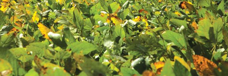 Revista PRODUCCION: La ca&ntilde;a de az&uacute;car y la soja se disputan la tierra en Tucum&aacute;n