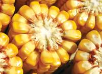 Revista PRODUCCION: Campaña de maíz: "Hacer o no hacer, esa es la cuestión"