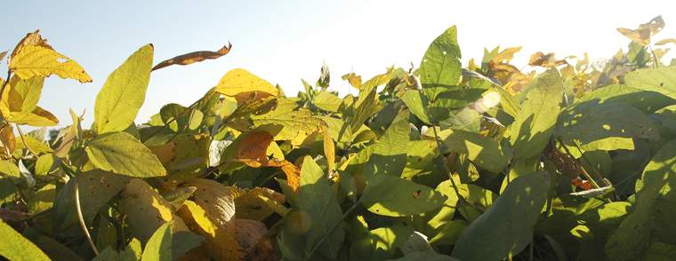 Revista PRODUCCION: La Argentina pierde rendimientos y empobrece su suelo por no fertilizar