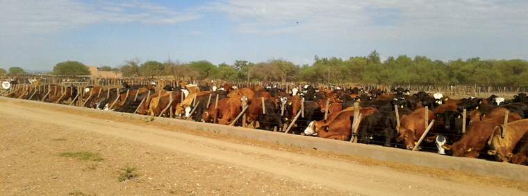 Revista PRODUCCION: Feed lot, nuevo producto: engorde de machos enteros j&oacute;venes