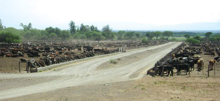 Revista PRODUCCION: Feed lot, nuevo producto: engorde de machos enteros j&oacute;venes