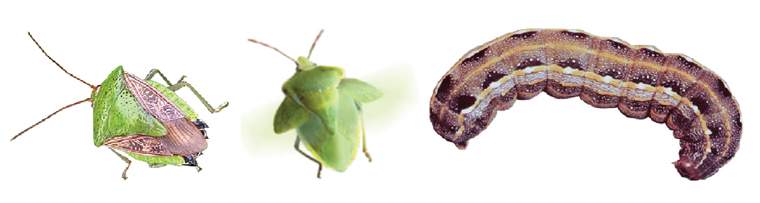 Revista PRODUCCION: Insecticida Synergy