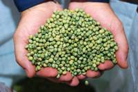 Revista PRODUCCION: Sojas Sursem