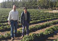 Revista PRODUCCION: Con cobertura plástica y goteo se duplica la producción de frutillas